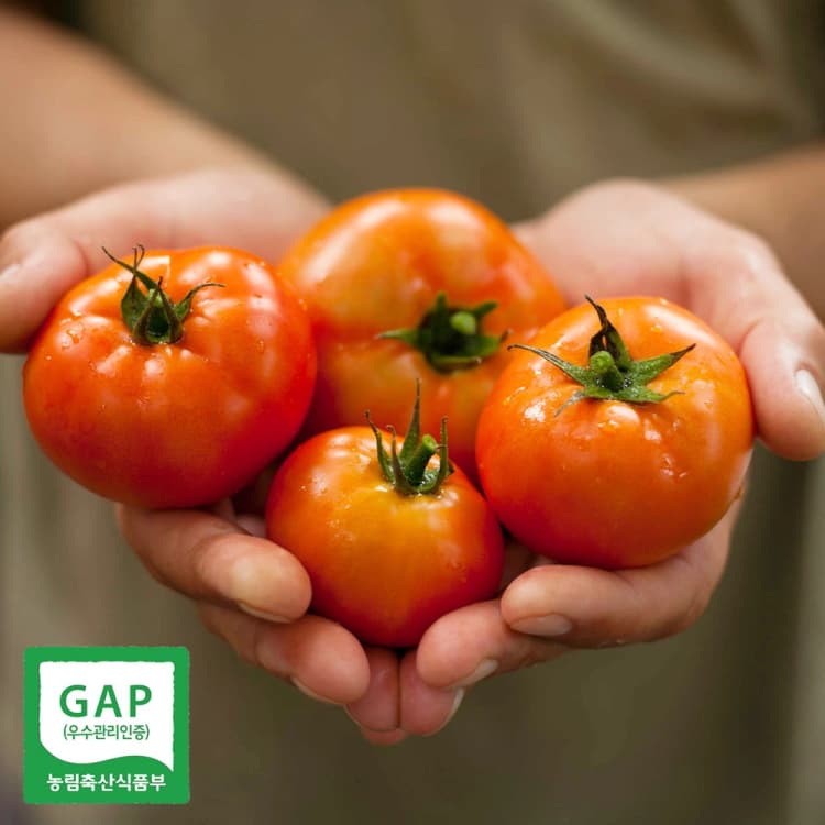 [부엌애] GAP인증 탱글탱글 유럽종 완숙 찰토마토